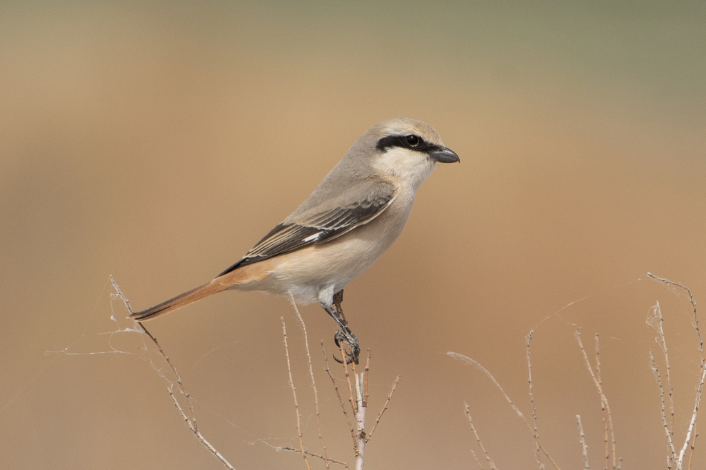 Isabelline Shrike (Lanius isabellinus) photo