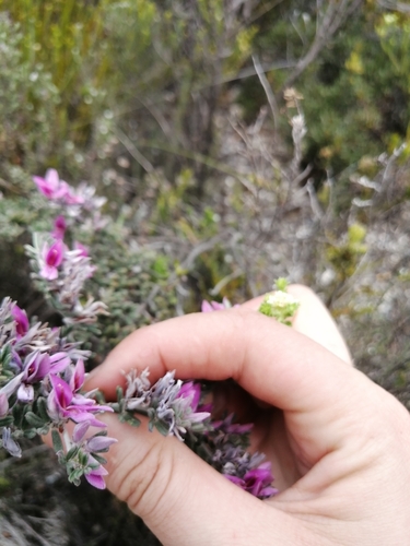 Image of Indigofera acocksii by (c) Barbara le Roux, some rights reserved (CC BY-SA)