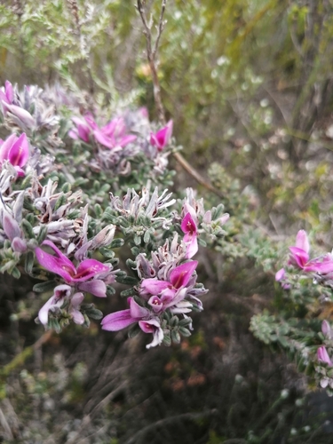 Image of Indigofera acocksii by (c) Barbara le Roux, some rights reserved (CC BY-SA)