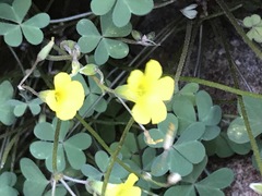 Oxalis haedulipes