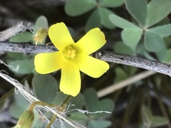 Oxalis haedulipes