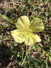 Oenothera triloba
