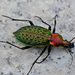 Carabus elysii - Photo (c) 张艺言, some rights reserved (CC BY-NC), uploaded by 张艺言