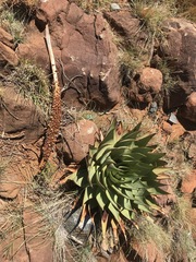 Aloe broomii