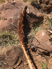Aloe broomii