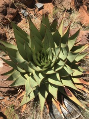 Aloe broomii