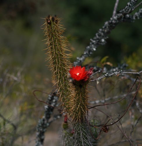 Image of Corryocactus erectus by (c) Tim, some rights reserved (CC BY)