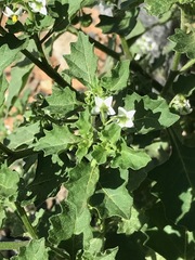 Solanum retroflexum