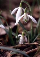 Galanthus nivalis