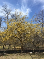 Cornus mas