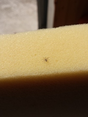 Oecobius maculatus