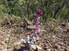 Streptanthus hispidus