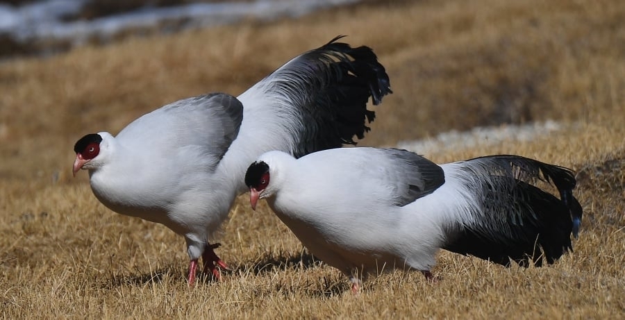 White Eared-Pheasant (Crossoptilon crossoptilon) photo