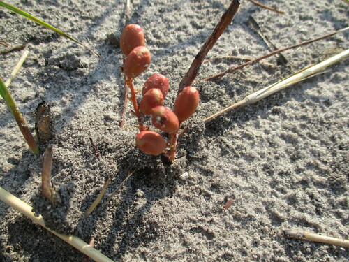 Image of Lannea edulis by no rights reserved