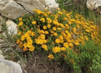 Image of Common Rockdaisy (Heterolepis aliena) by (c) Adele SL, some rights reserved (CC BY)