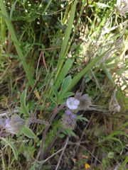 Phacelia breweri