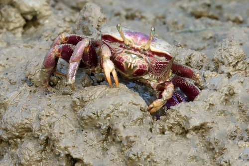 West African Fiddler Crab, 8700 Moncarapacho, Portugal, photo 9 of 10