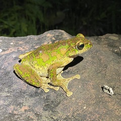 Omei Treefrog photo 2