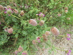 Dalea emarginata