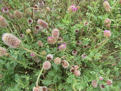 Dalea emarginata