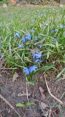 Scilla siberica
