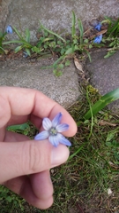 Scilla siberica
