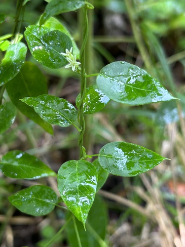 Metastelma decipiens, 2023-11-13