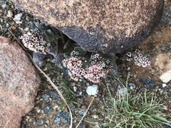 Crassula exilis cooperi