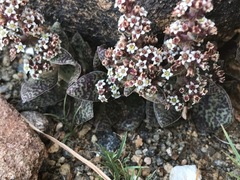 Crassula exilis cooperi