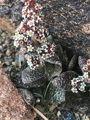 Crassula exilis cooperi