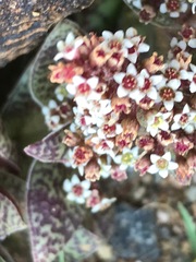 Crassula exilis cooperi