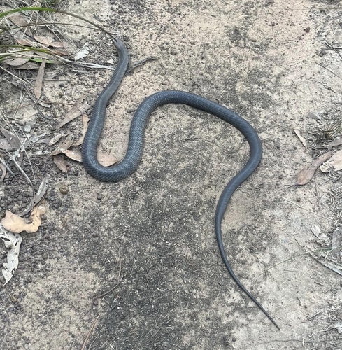 Eastern Brown Snake sighting