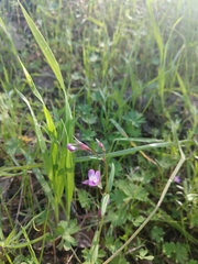 Collinsia sparsiflora