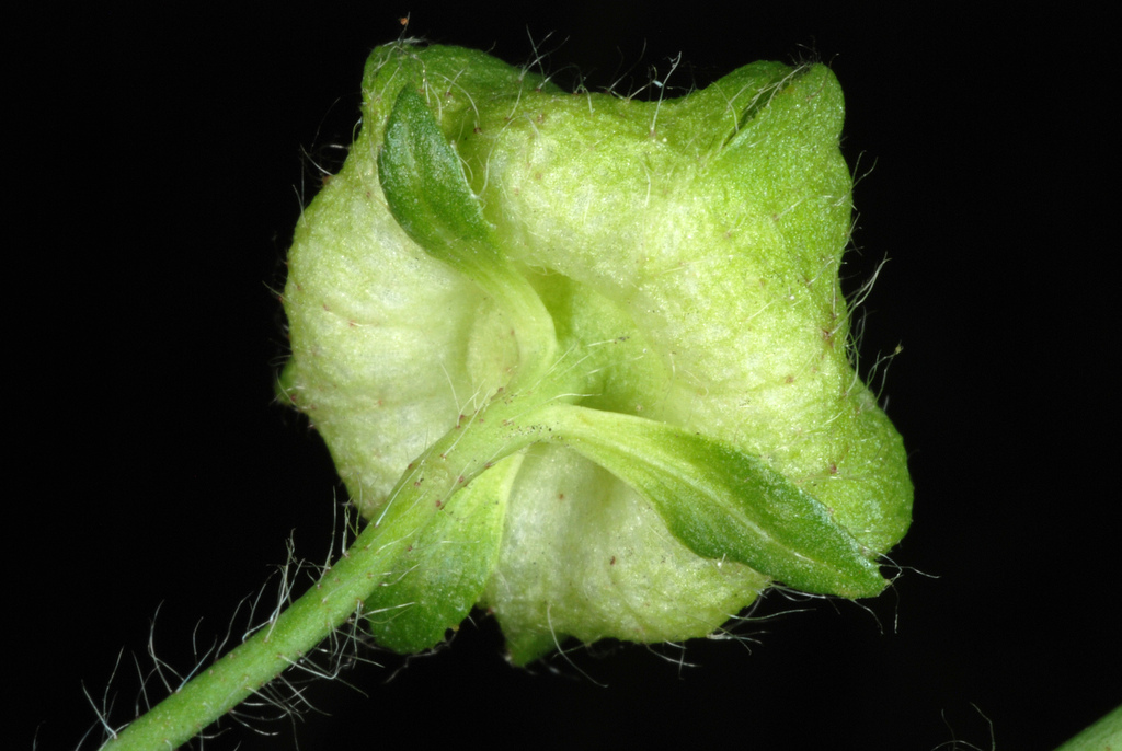 Muskuskaasjeskruid (Malva moschata)