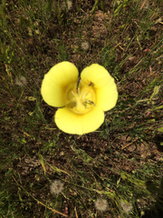 Calochortus luteus