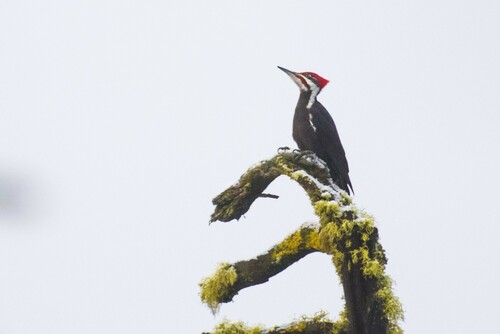 Pileated Woodpecker photographed in Idaho