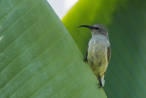 Eastern Miombo Sunbird (Cinnyris manoensis), photo 8