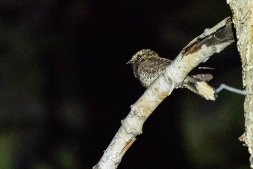 Mexican Whip-poor-will (Antrostomus arizonae), photo 8
