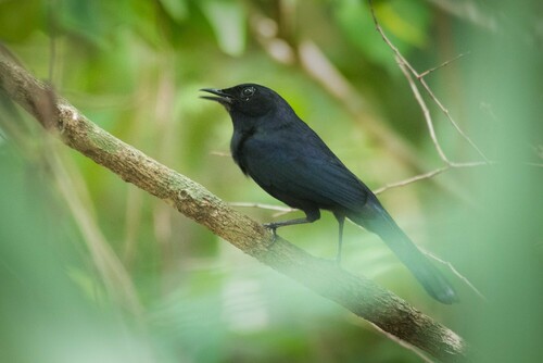 Black Catbird (Melanoptila glabrirostris), photo 10