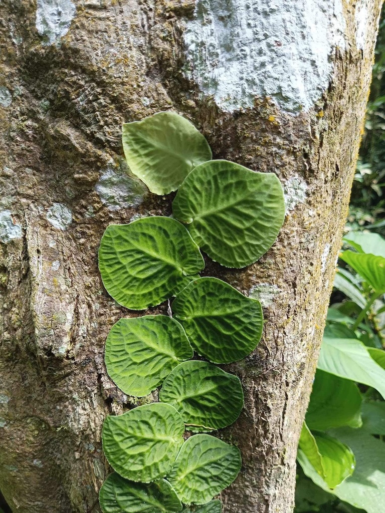 Pothos ovatifolius