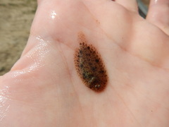 Trinectes maculatus