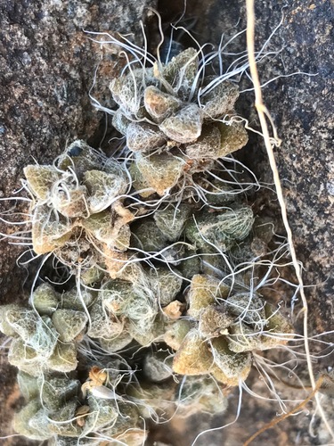 Anacampseros filamentosa ssp. filamentosa