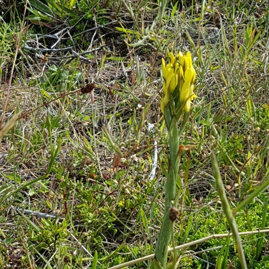Gavilea supralabellata