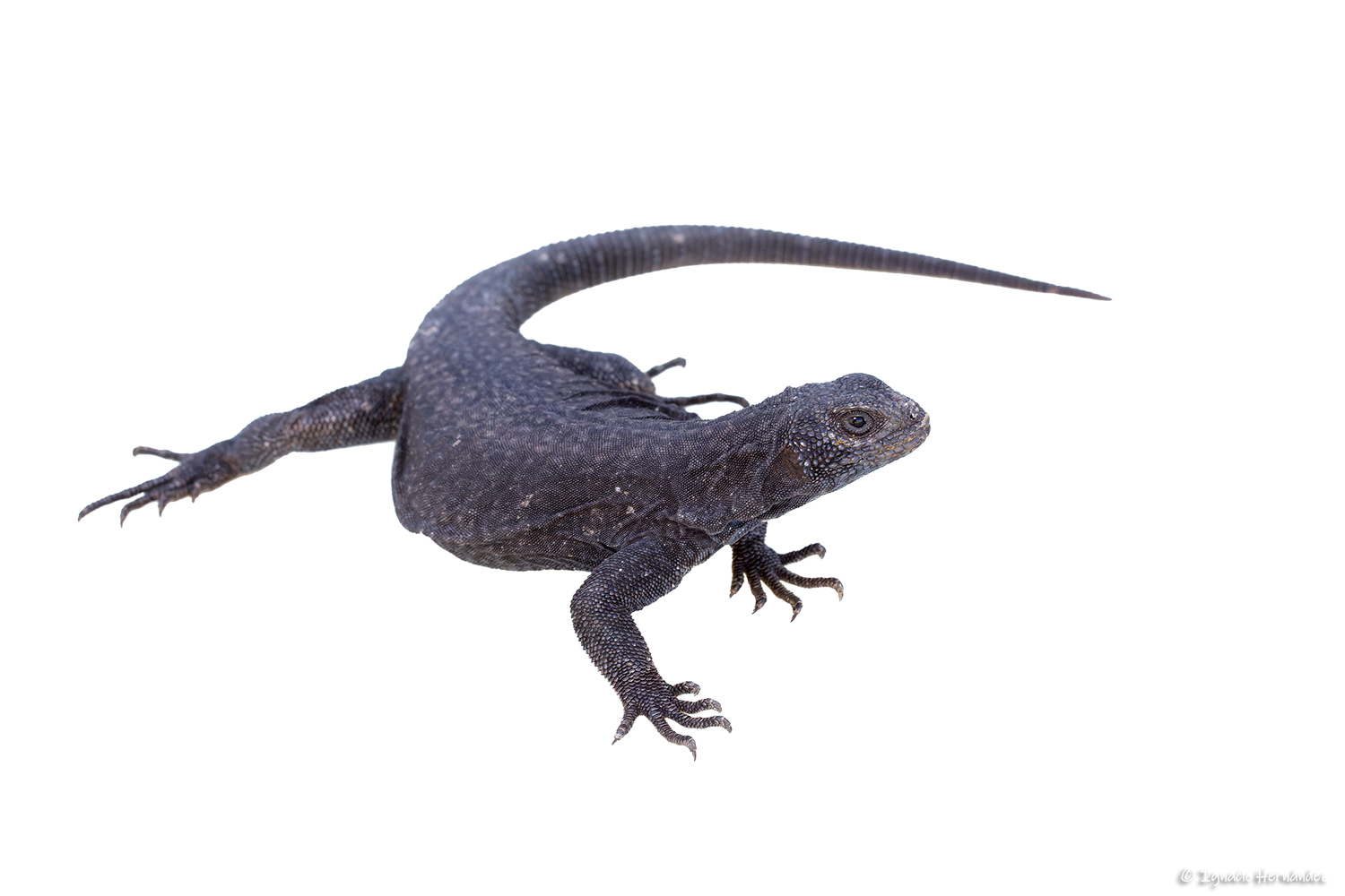 El Cuy Chuckwalla photo 2