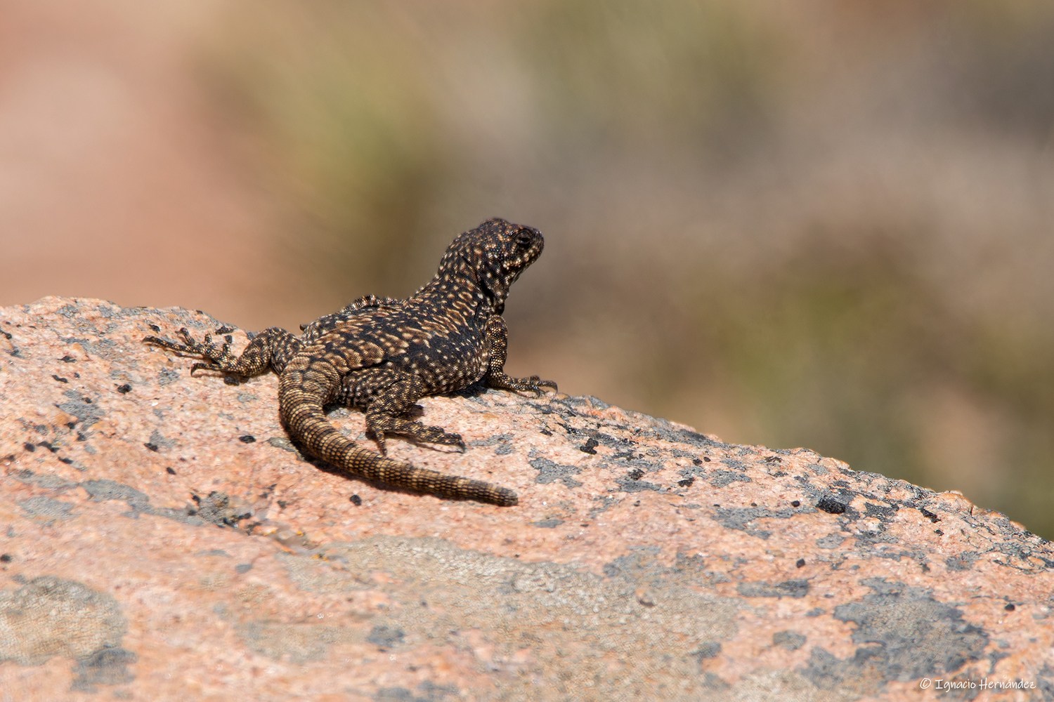 El Cuy Chuckwalla photo 3
