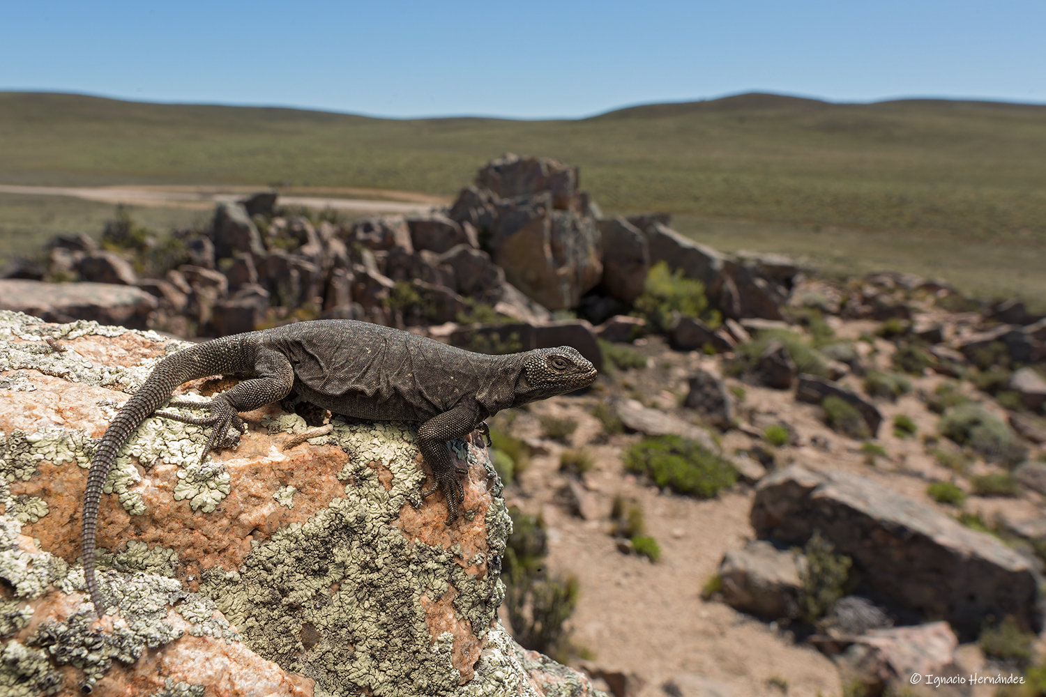 El Cuy Chuckwalla photo 4