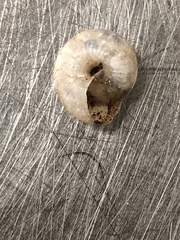 Praticolella mexicana