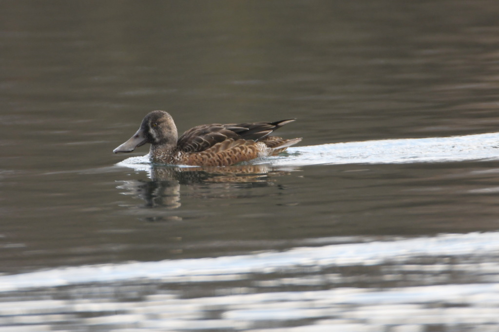 Northern Shoveler from Schengen, Luxemburg on December 6, 2023 at 0130