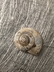 Praticolella mexicana