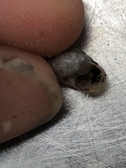 Praticolella mexicana